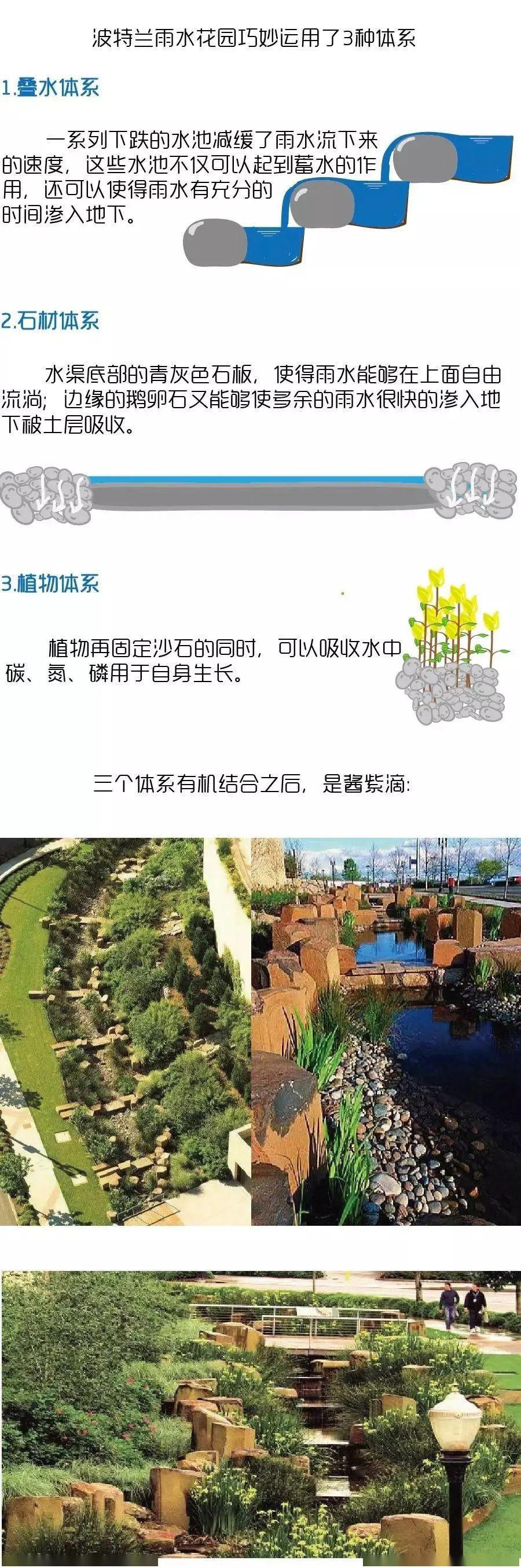 科普| 读懂雨水花园,下雨天去逛逛_植物