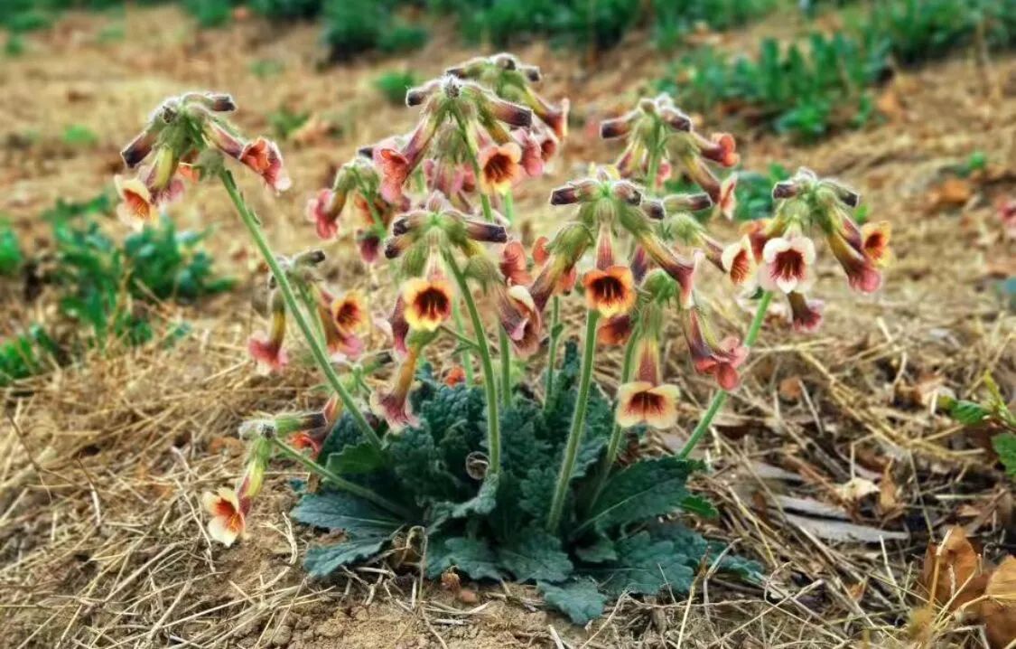 原创农村的野生地黄大家认识吗花朵奇特观赏性好功效也不少