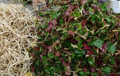 喜欢吃折耳根的威远人一定要看,现在晓得还不晚!_野菜