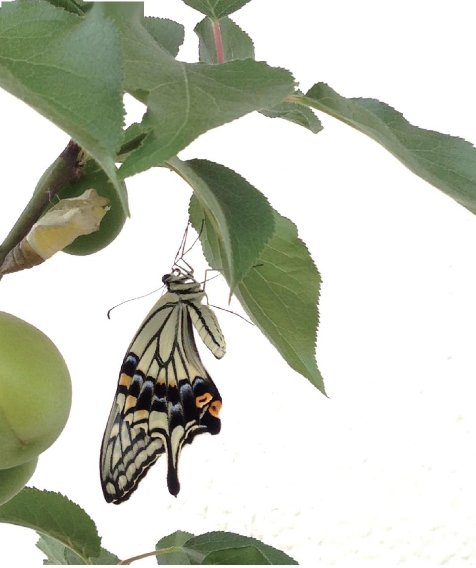 投身园艺,是回避社交场合的好方法?_毛毛虫