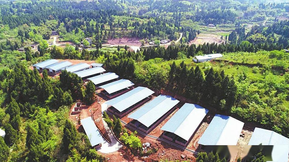 新开工建设大型标准化种猪场8个,今年南充确保出栏生猪520万头