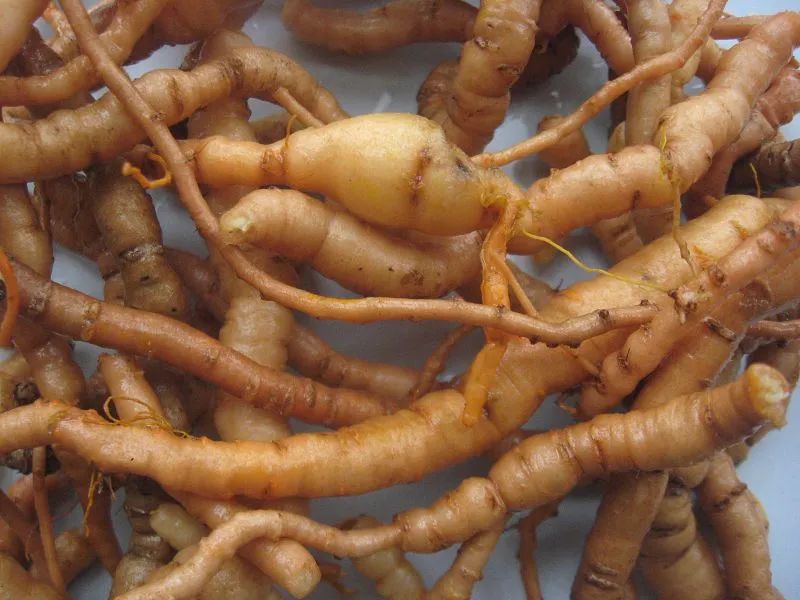 原创农村的野生地黄大家认识吗花朵奇特观赏性好功效也不少