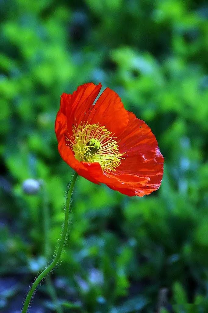 是词牌名虞美人 睡美人 多么的香艳直到和睡美人