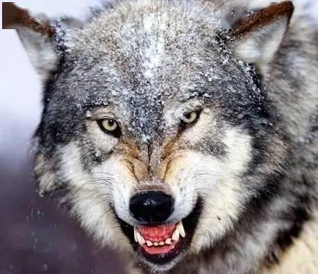 狼行千里吃肉马行千里吃草我读了5遍震撼了