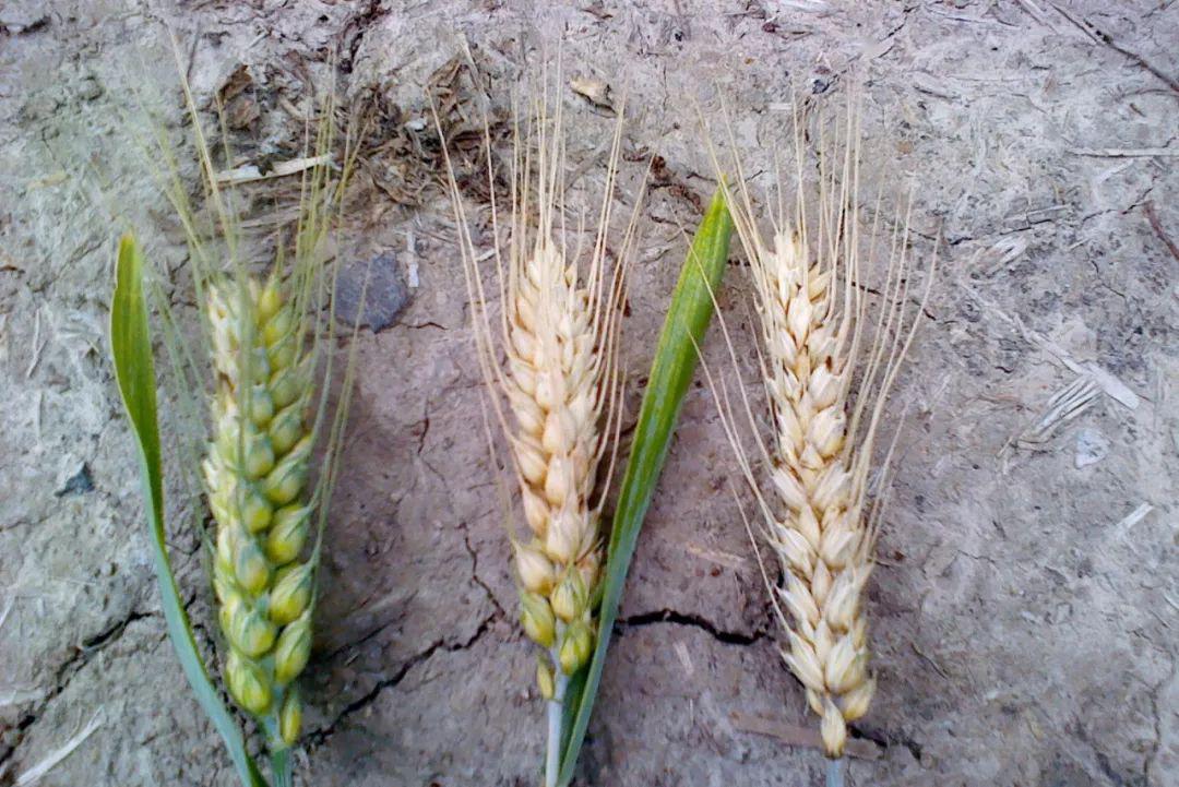 关键时期小麦赤霉病将袭该如何预防这些防治误区不要犯