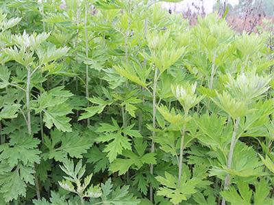 什么是蕲艾凭什么蕲艾这么好