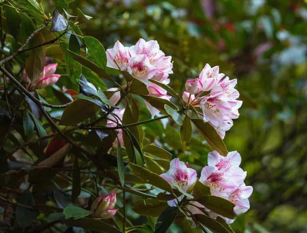人间四月芳菲尽,井冈杜鹃破疫开!