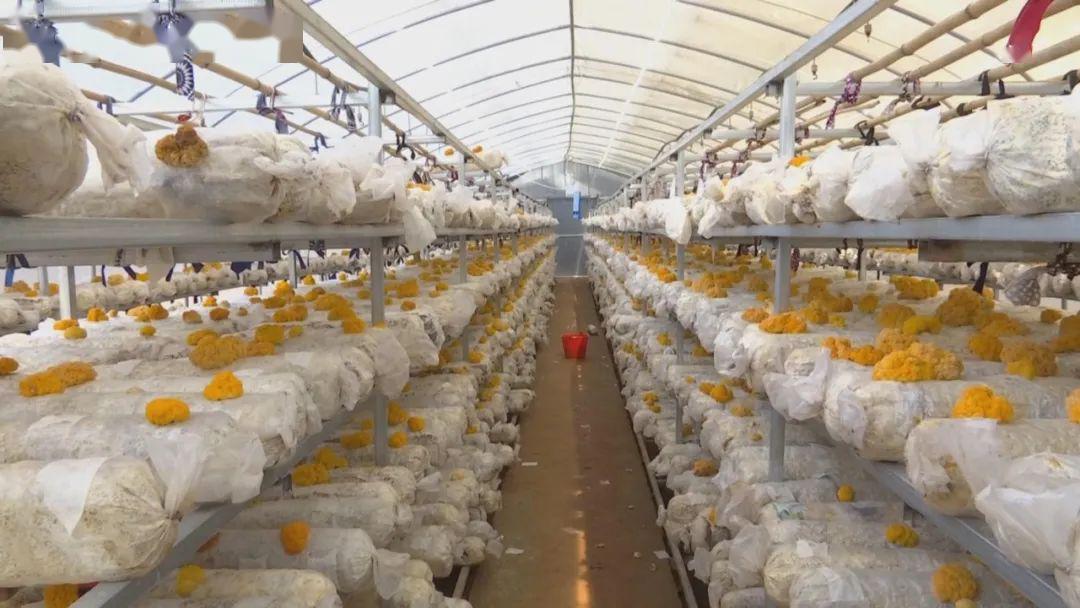 牟定县种植金耳获得成功金耳成了金饽饽