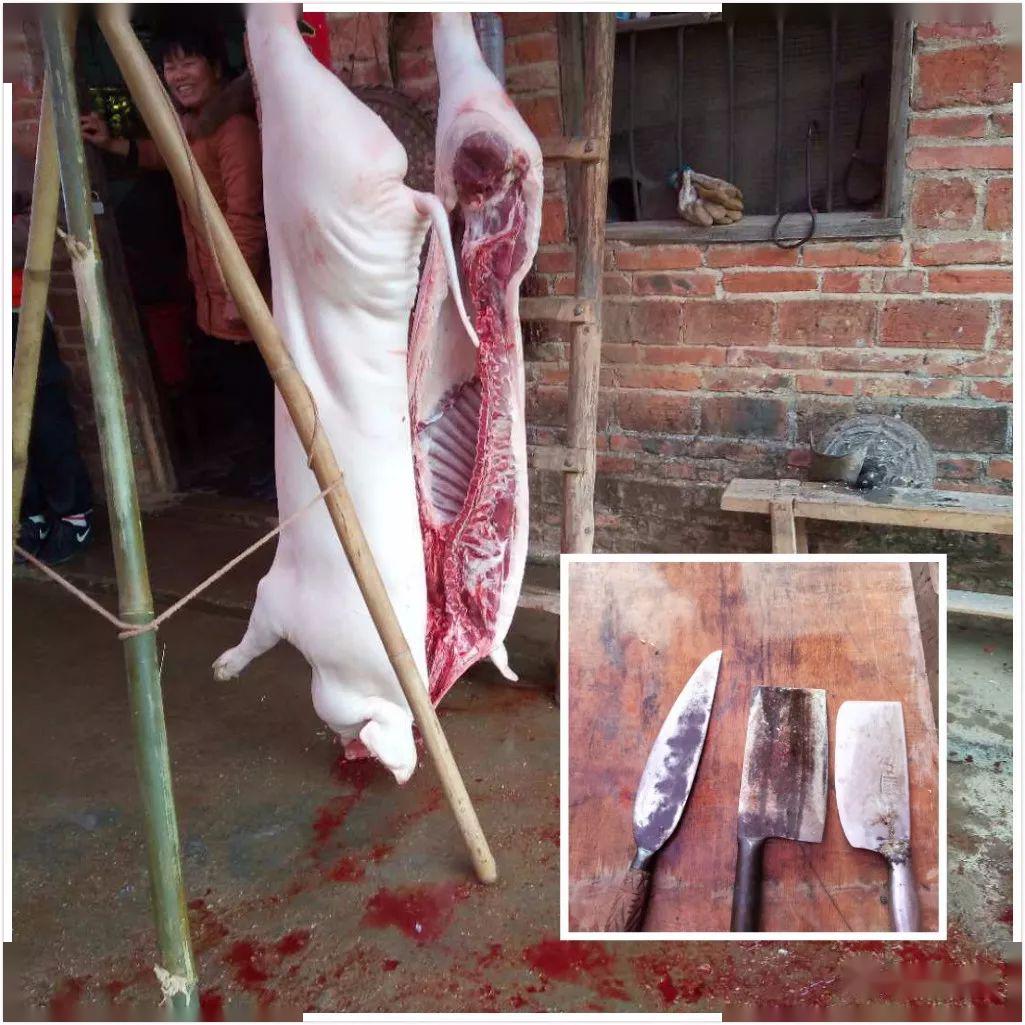 无饲料,纯米糠,野菜,潲水喂养土猪,个头不大,肉质鲜美过年啰!杀猪啰!