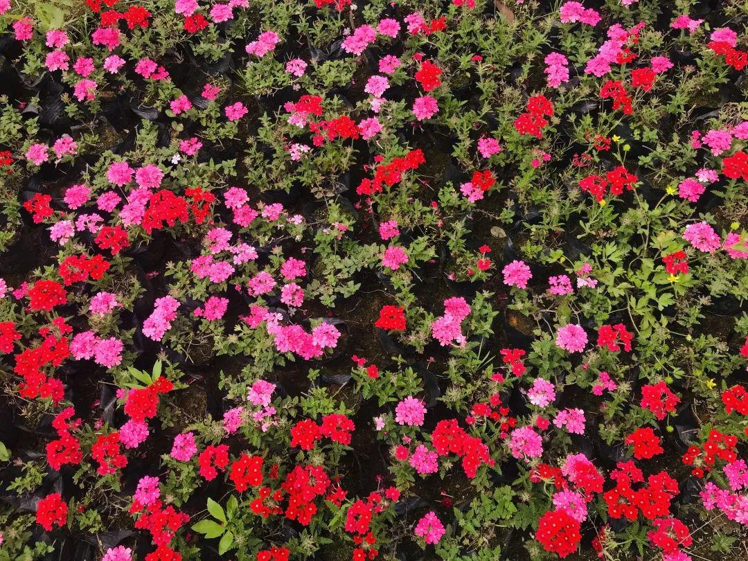 【都匀这里满园春色】为何花圃老板却犯起愁?_王超