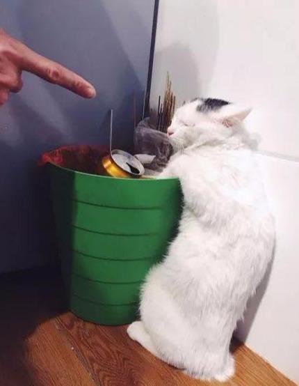 垃圾桶里什么迷住了猫咪猫咪翻垃圾桶背后的心酸