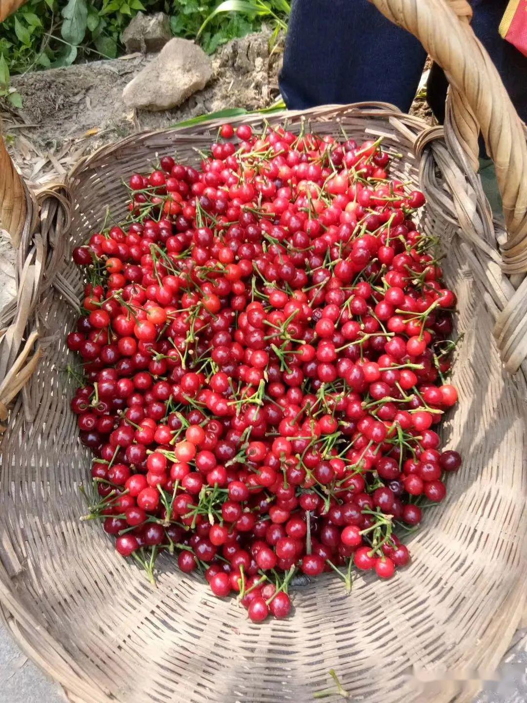 舒城张母桥车厢沟樱桃熟啦好多人都去了周末约起