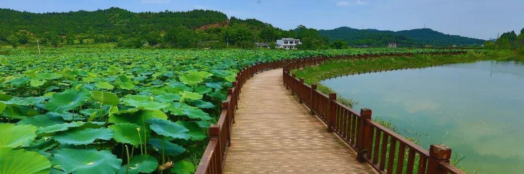 遂宁荷花池观赏景点图片