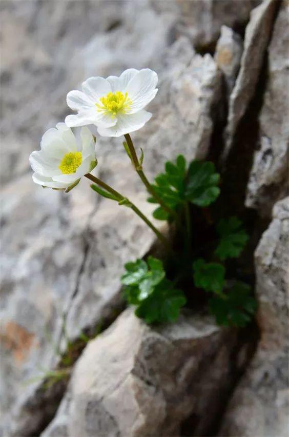 石缝中的坚强与生命,不可思议!_花儿