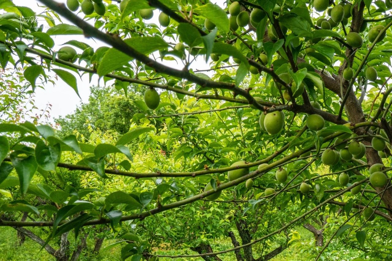探访西溪梅墅,大门紧闭,似乎不太好客啊_也有