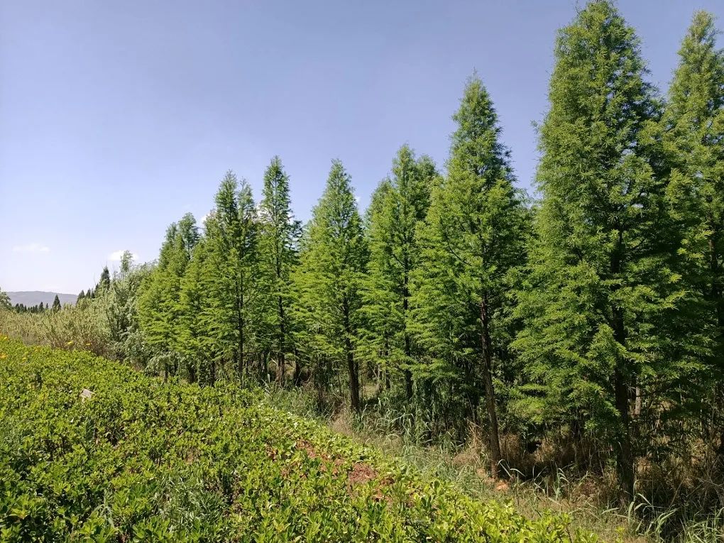 中山杉种植基地图片