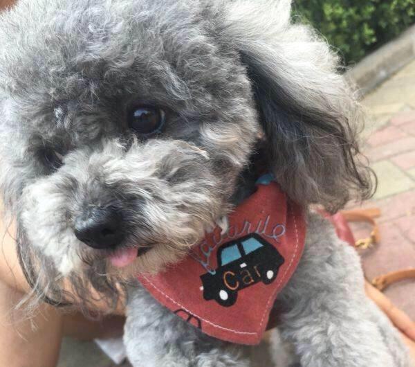 什么颜色的泰迪犬好看,这几种颜色很受欢迎,来瞧瞧你家有没有