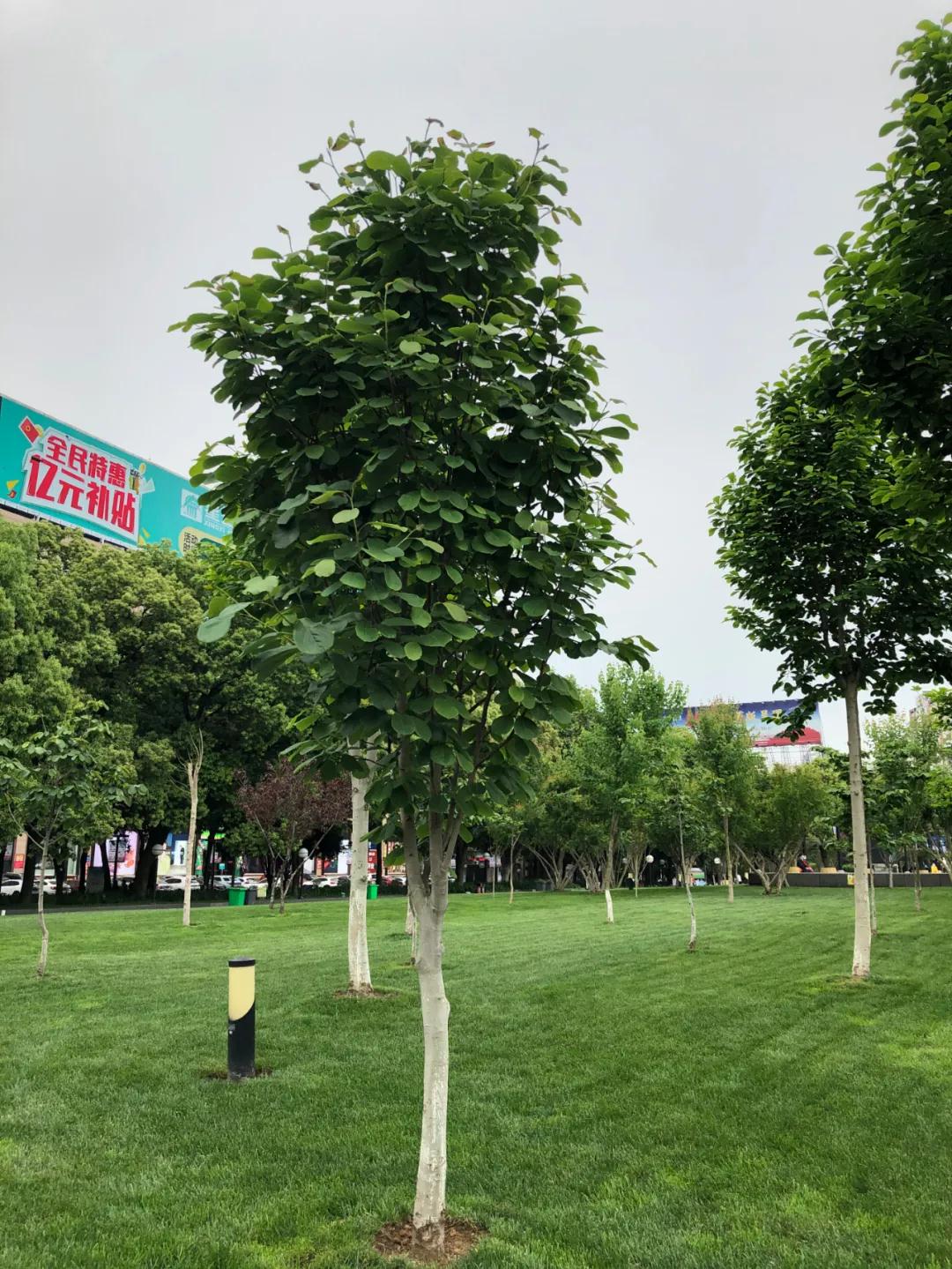 众森娇红1号就是最直观的表达方式宜昌市夷陵广场红花玉兰娇红1号大树