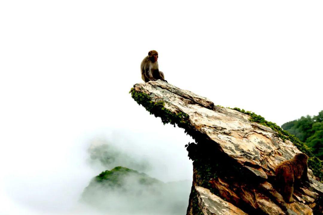 疫去春来孙大圣邀您同游花果山