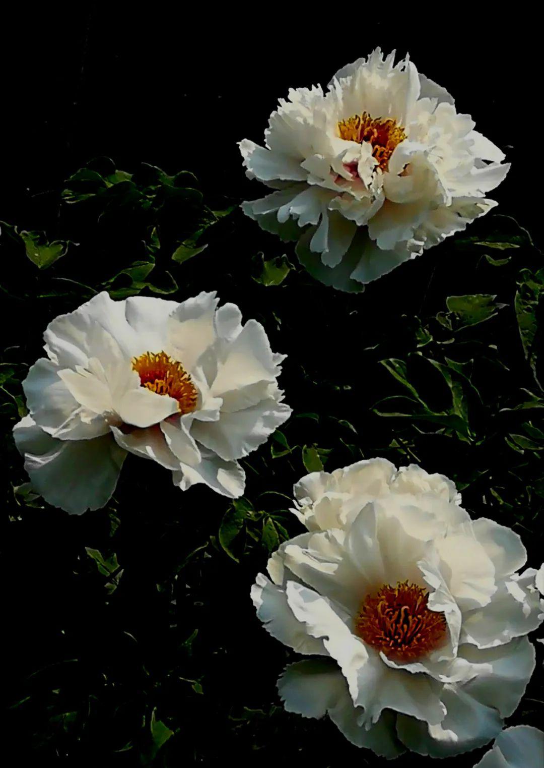 作者简介:王长松,1950年出生,山水画家,摄影家,文化志愿者,国家一级