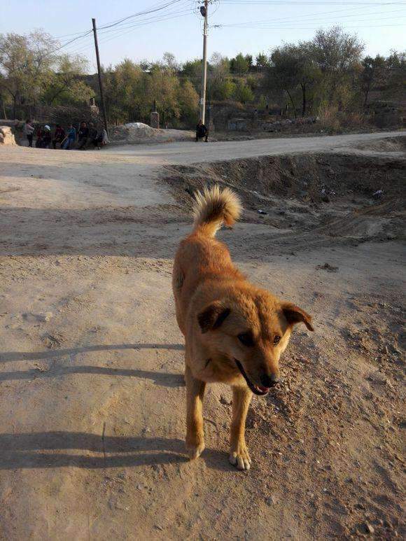科普我国鲜为人知的犬种可爱威武尽皆有之