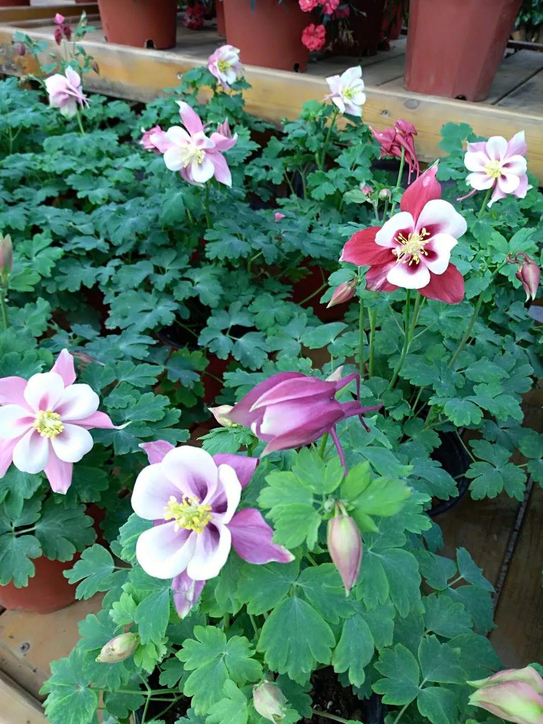 大花耧斗菜的养护方法和观赏价值