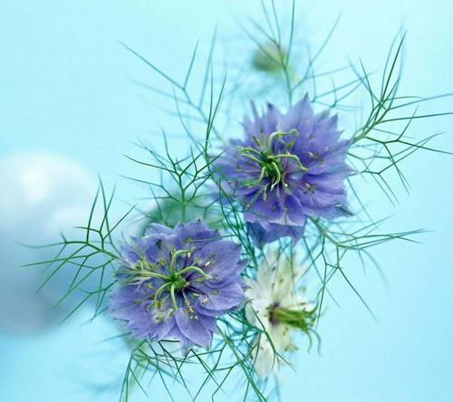 感情_未来_方来