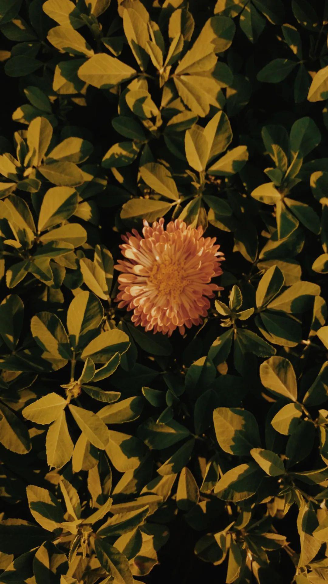 手机壁纸精选 | 超清4k壁纸唯美大图