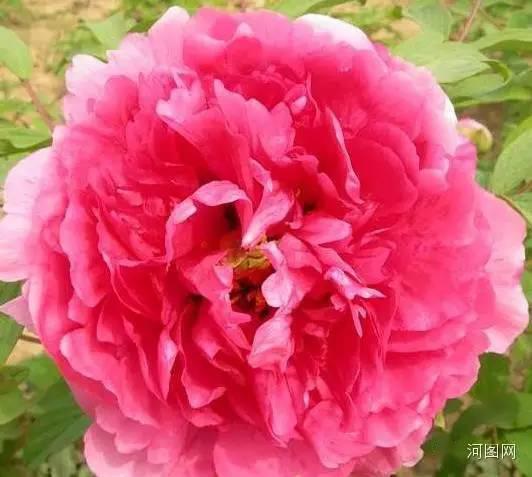 全牡丹花品种介绍,超美,再也不用问别人了!