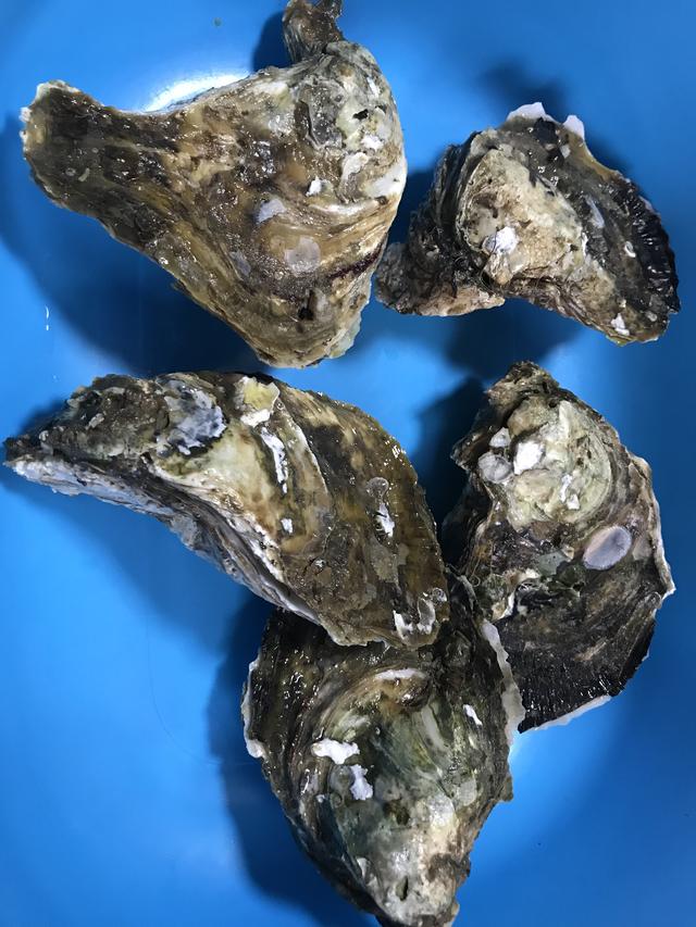 生蚝和海蛎有何区别看完涨知识了以后再买不怕吃亏