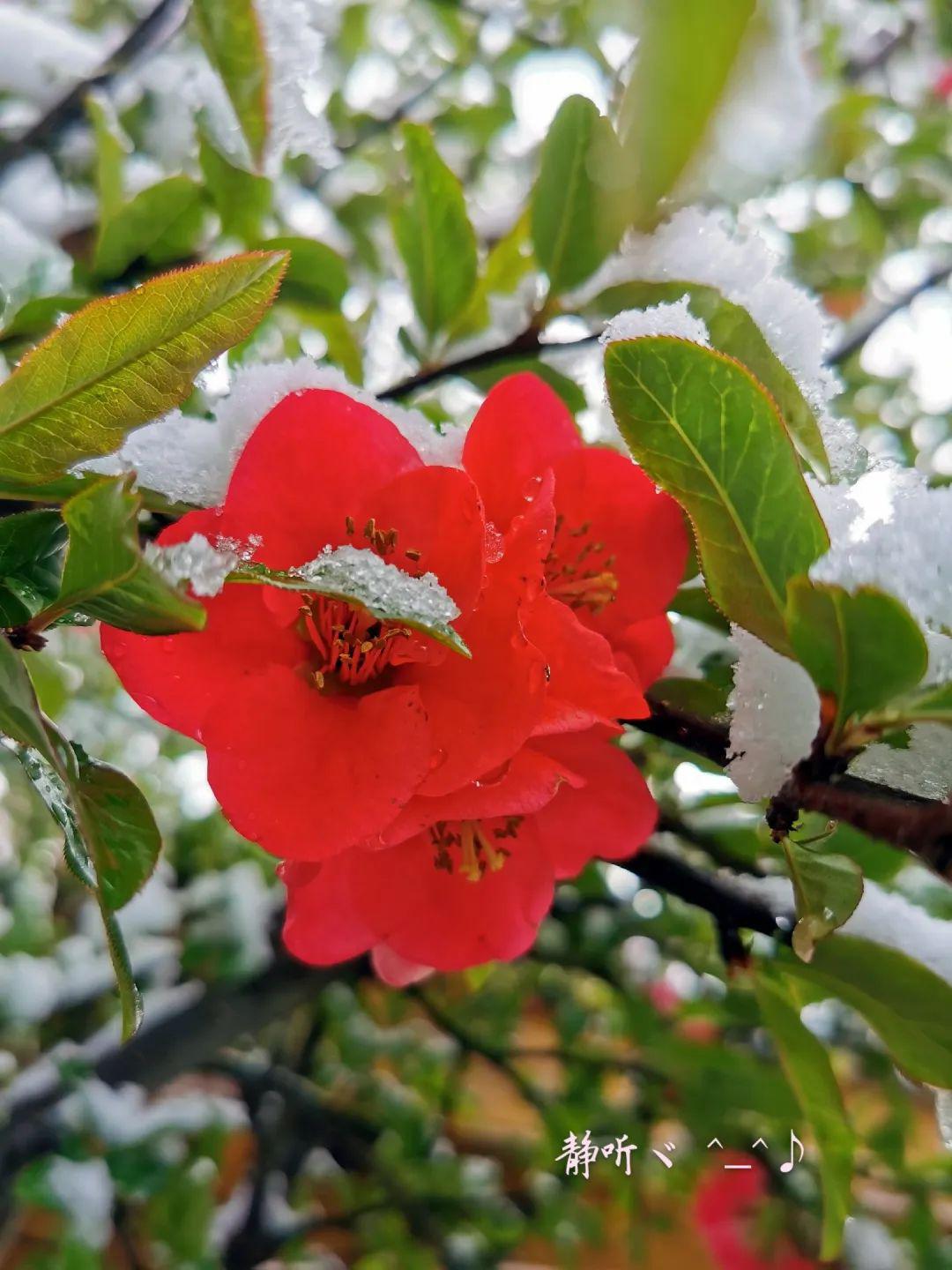 看康定風花雪月一場春與冬的唯美碰撞