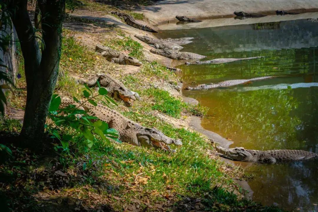 三水恒福星际酒店三水森林公园2大1小套票仅需299元