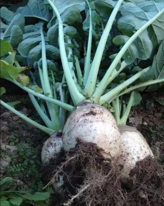 品味象山新鲜可口专治油腻的大头菜