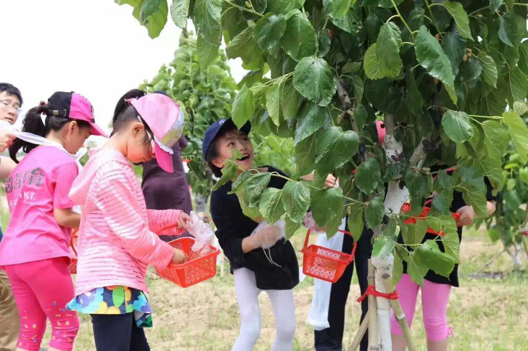 搶鮮採桑葚喂小羊品美食崇明這個開心農場給你想要的田園夢