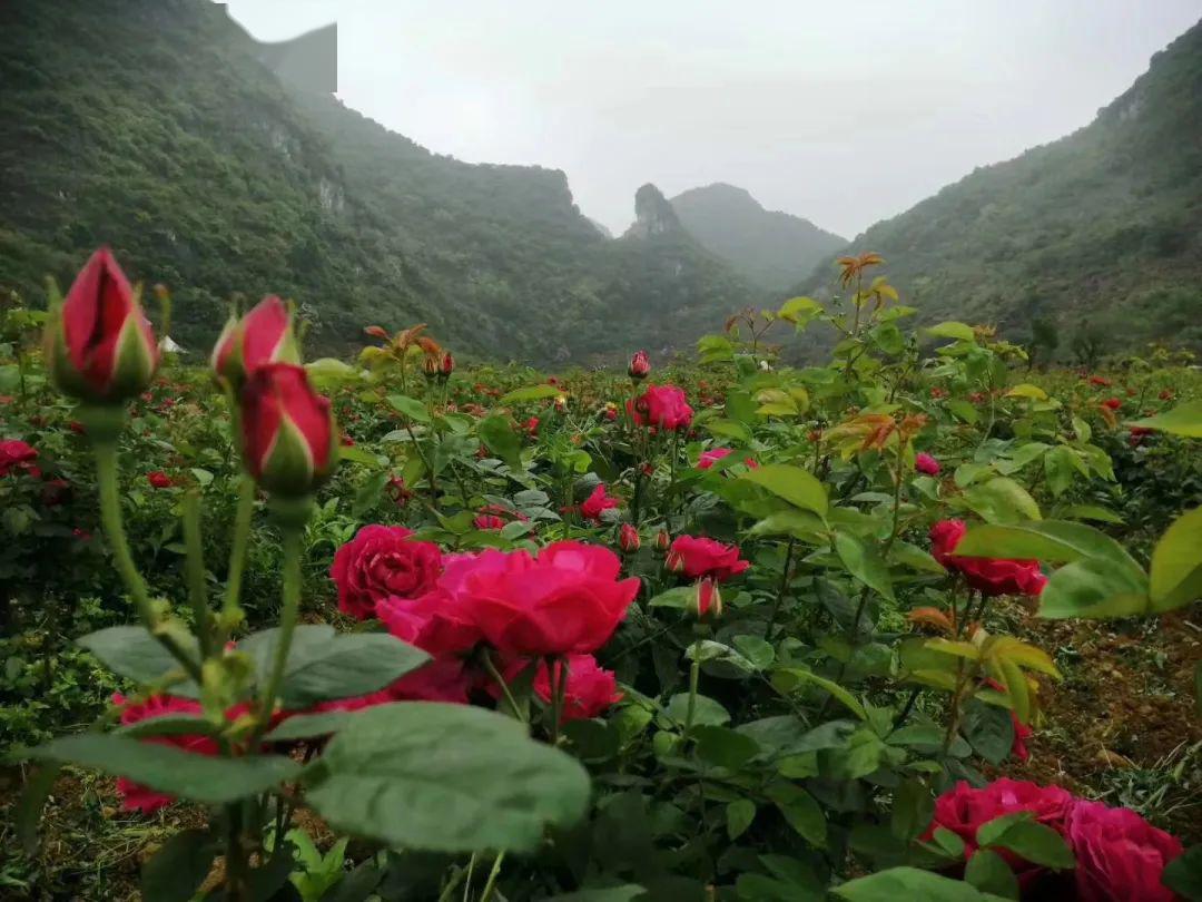 上午9点——下午6点地点:贵州省安顺玫瑰爱情湾门票体验劵(现场购买)