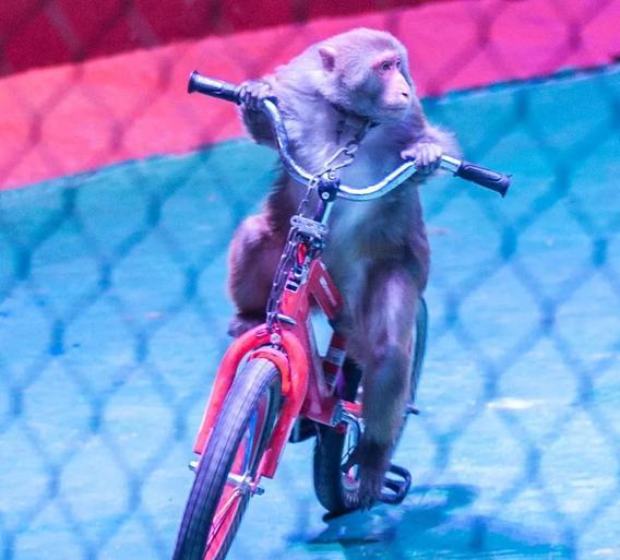 跳绳都已经流行到动物界了啊!