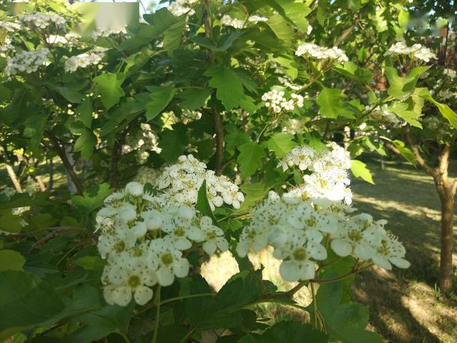 高邑縣中興公園的山楂樹開花了