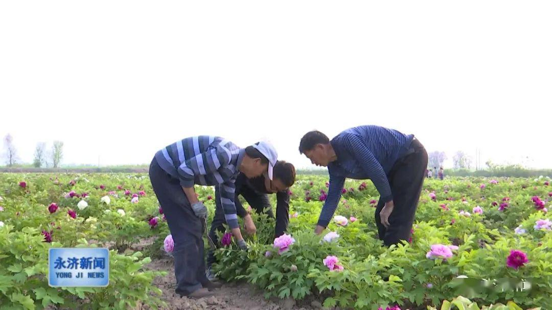 【觀光新景 國色牡丹】栲栳鎮豔裝牡丹種植基地60畝觀賞牡丹競相綻放