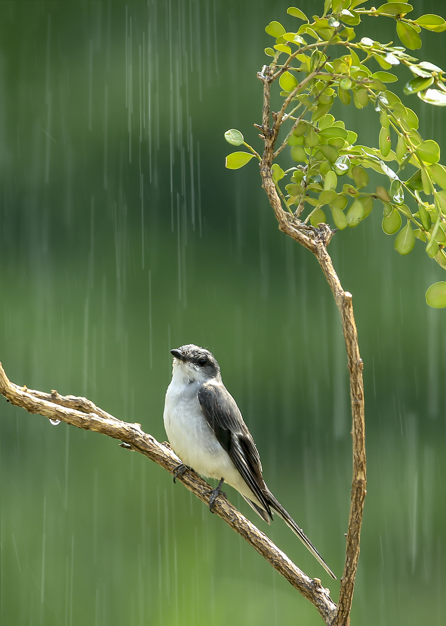 下雨了,灰山椒小鳥依然挺立在枝頭