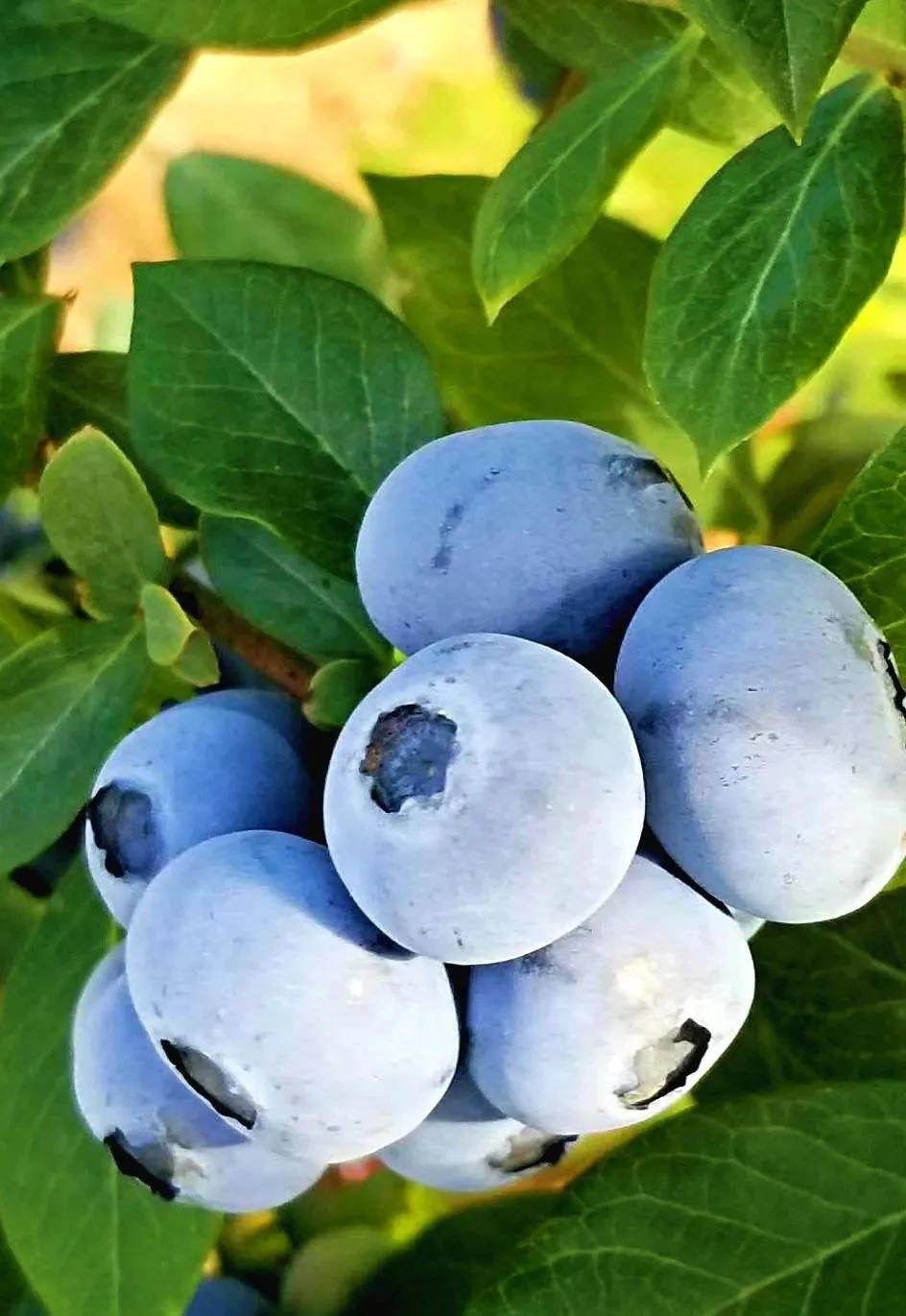蓝莓,水果皇后听起来就很高大上的水果美国加州蓝莓,新疆天山蓝莓曾经