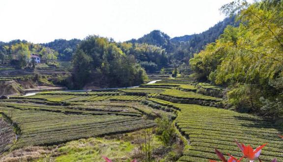 英山云雾香携手闯市场英山尖主峰探茶王家界