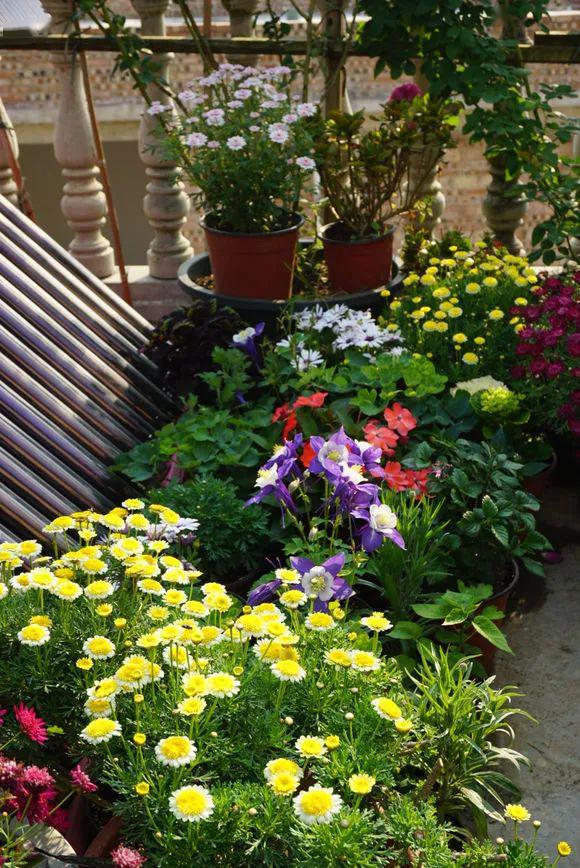 惊艳楼顶养花四年花开成海每天都美美的