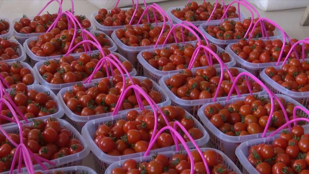 现在余师傅家的红风铃小番茄不仅卖到了嘉兴及周边地区,还通过快递发