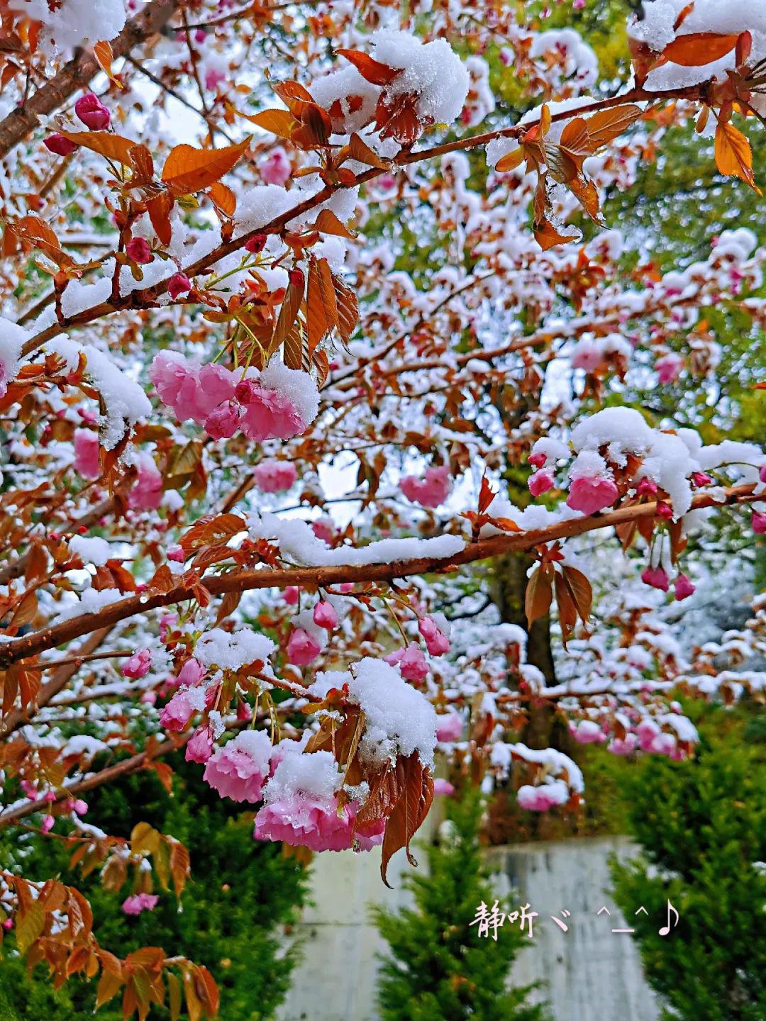 看康定风花雪月一场春与冬的唯美碰撞