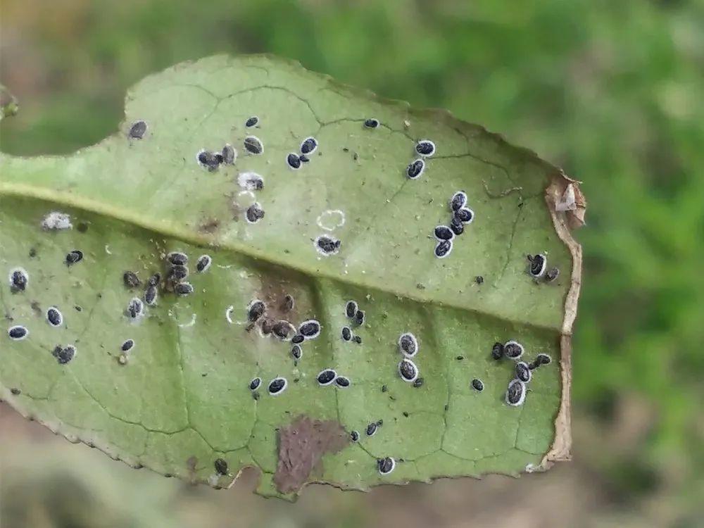 根据茶园调查,芽下第二片嫩叶背面黑刺粉虱成虫4—6头/片
