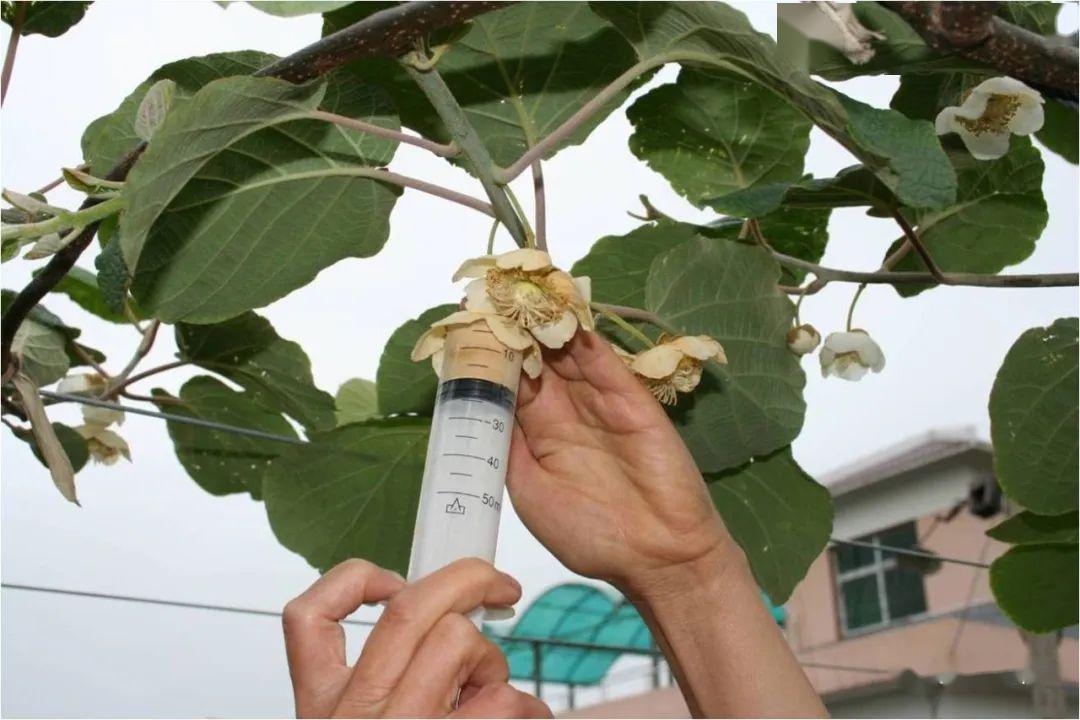 猕猴桃人工授粉需要注意的问题 快来了解哈~_ 花药