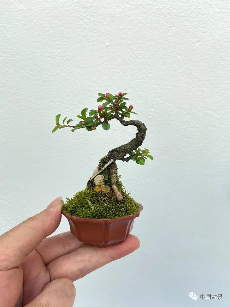 郑振根浅议小微盆景及组合