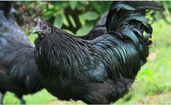 锦诺公司债事领域多元创新,服务精神彰显企业担当!_乌骨鸡