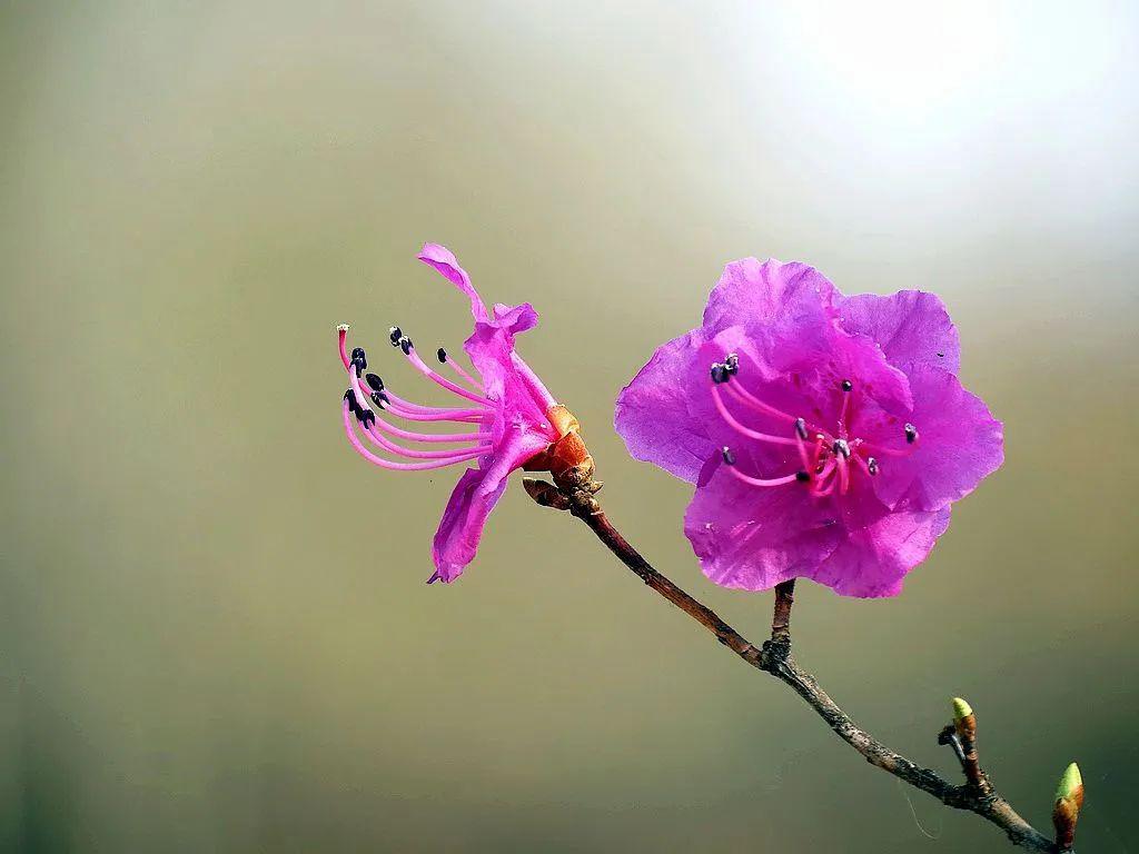 春光正好相约金达莱赏花季