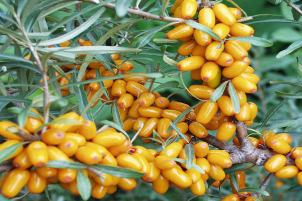 科普沙棘油的功效与作用